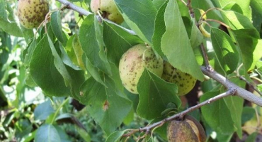 Co dělat s onemocněním dásní a jinými nemocemi v meruňce, léčba chemikáliemi a lidovými prostředky